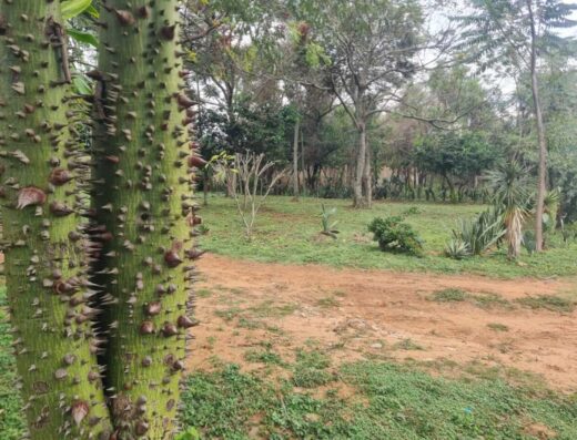 buy land paraguay lotes altos 9
